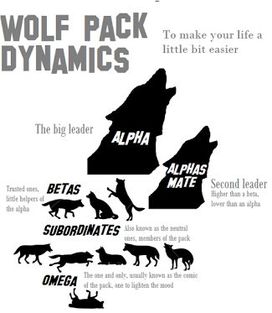 Adaptations - REd wolf